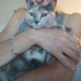 Photo de chat perdu à Ceyzeriat