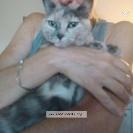 Photo 1/1 Chat retrouvé Perdu à Ceyzeriat