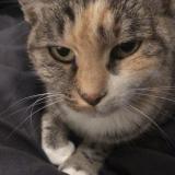 Photo de chat perdu à Lafitte