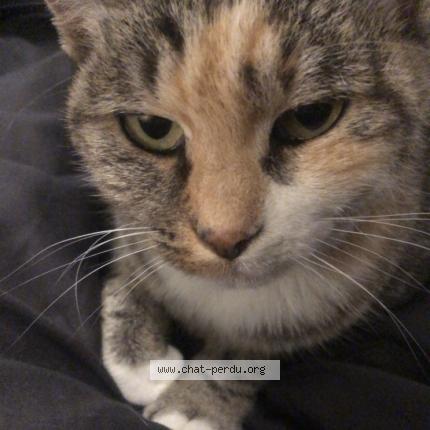 Photo 1/1 Mimie Chat perdu à Lafitte