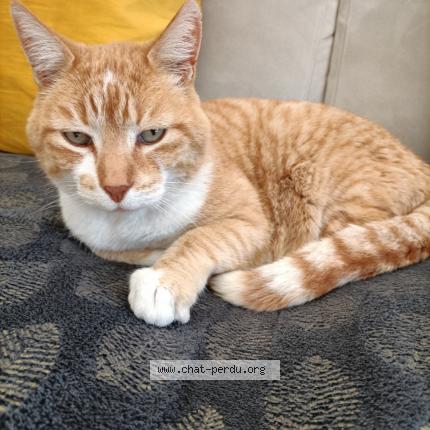 Photo 1/1 Tigrou Chat perdu à Rognac