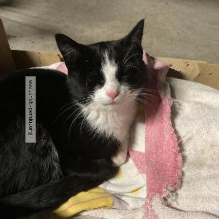 Photo de chat trouvé à Vagney
