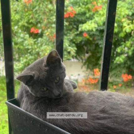 Photo 1/1 Chat retrouvé Perdu à Livry gargan