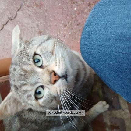 Photo 1/1 Chat retrouvé Trouvé à Abbeville