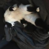 Photo de chat perdu à Trappes