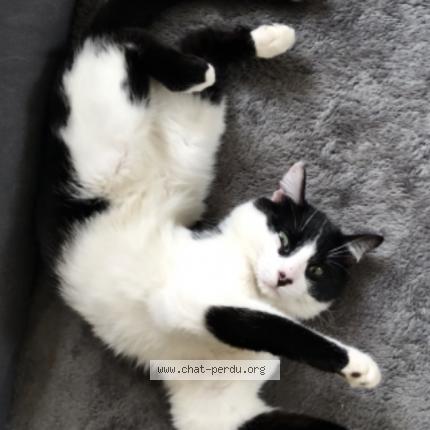 Photo 2/2 Chat retrouvé Perdu à Trappes