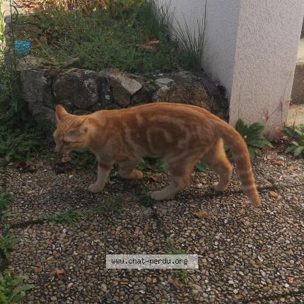 Photo 1/1 Chat retrouvé Trouvé à Issoire