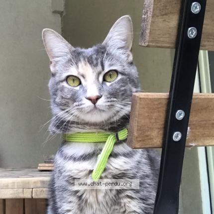 Photo de chat perdu à Montpellier