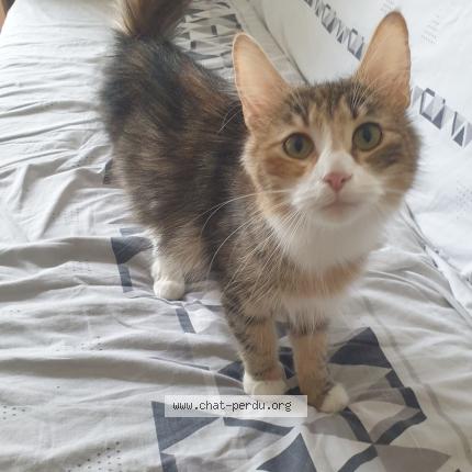 Photo de chat perdu à Grigny