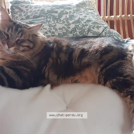 Photo de chat perdu à Vaux Sur Lunain