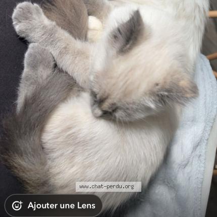 Photo 1/1 Chat retrouvé Perdu à Fouesnant