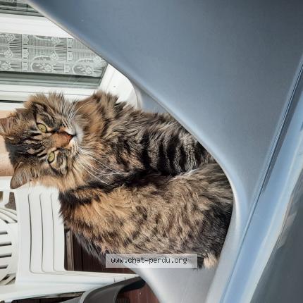 Photo de chat perdu à Lons