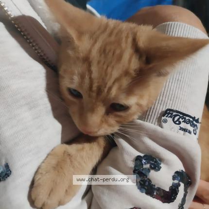 Photo de chat perdu à Vidauban