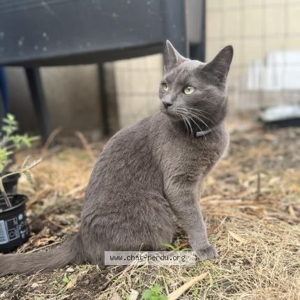 Photo de chat perdu à Colombes