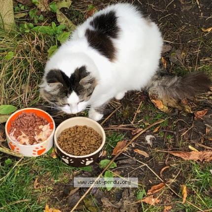 Photo 1/1 Chat retrouvé Perdu à Chatillon