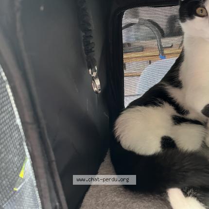 Photo de chat perdu à Louviers