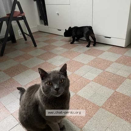Photo de chat perdu à Morangis