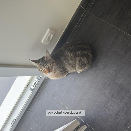 Photo 1/1 Chat retrouvé Perdu à Rambervillers