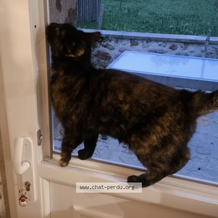 Photo de chat trouvé à Clere Les Pins