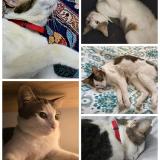 Photo de chat perdu à Singapore