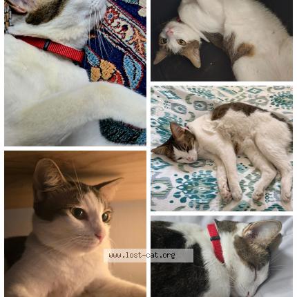 Photo 1/1 MelB Chat perdu à Singapore