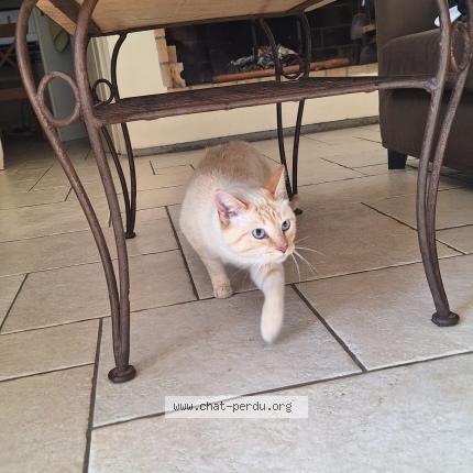 Photo de chat perdu à Montpellier