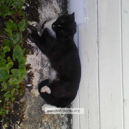 Photo 2/2 Chat retrouvé Perdu à Begles
