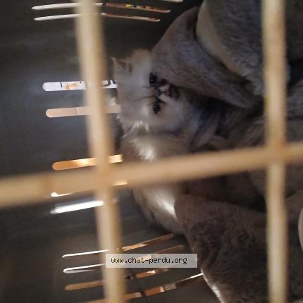 Photo 1/1 Chat retrouvé Trouvé à Ille sur tet 66130