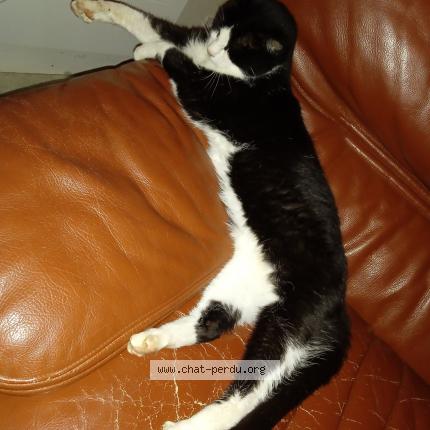Photo de chat perdu à Chailland