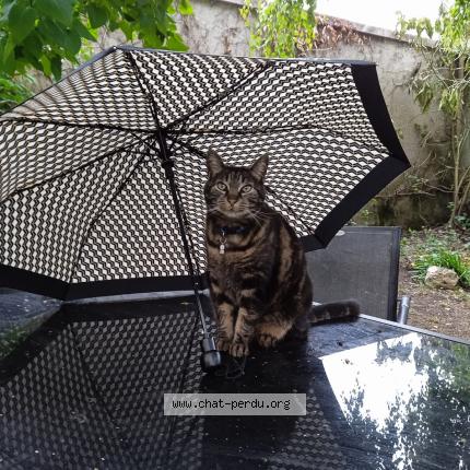 Photo de chat perdu à Le Verdon Sur Mer