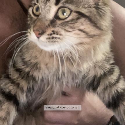 Photo de chat perdu à Orleans