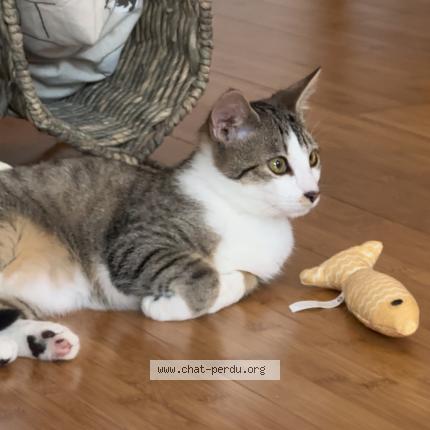 Photo de chat perdu à Perigueux
