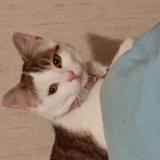 Photo de chat perdu à 78360 Montesson