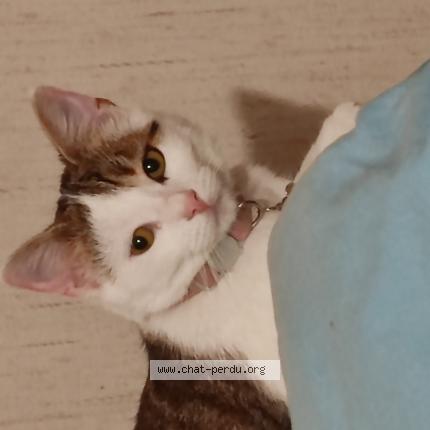 Photo 1/1 Chat retrouvé Perdu à 78360 montesson