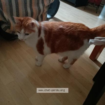 Photo 1/1 Chat retrouvé Perdu à Villejuif