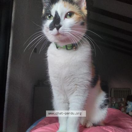 Photo 1/1 Mia Chat perdu à Pujaudran