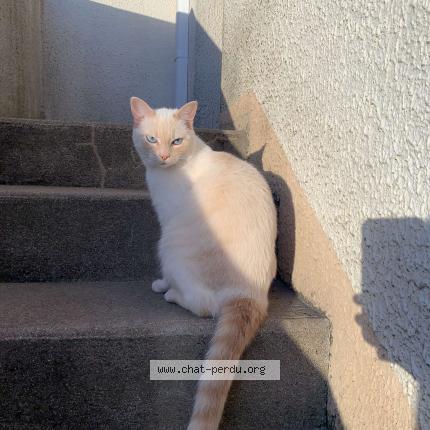 Photo 1/1 Chat retrouvé Perdu à Doue la fontaine