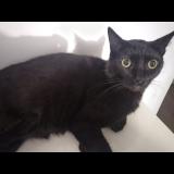 Photo de chat perdu à Saint Quentin