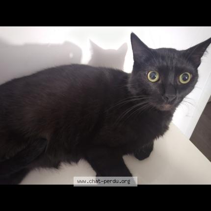 Photo 1/1 Chat retrouvé Perdu à Saint quentin