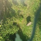 Photo de chat trouvé à Escalquens