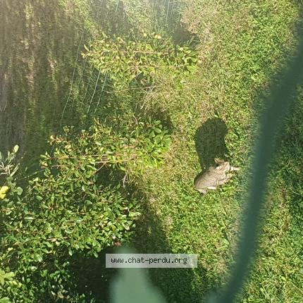 Photo 1/1 Chat retrouvé Trouvé à Escalquens