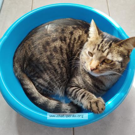 Photo 1/1 Chat retrouvé Perdu à La Ciotat