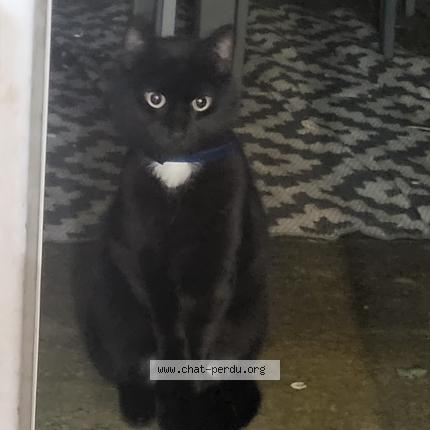 Photo de chat trouvé à Eragny
