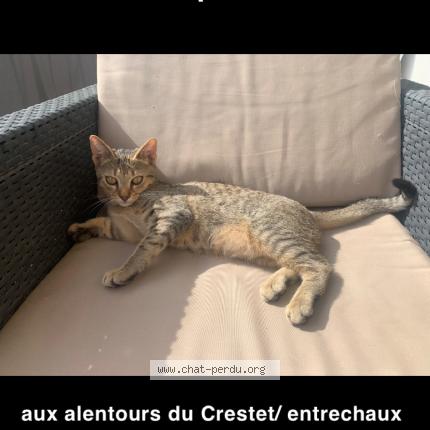 Photo 1/1 Chat retrouvé Perdu à Crestet
