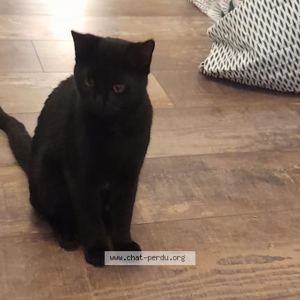 Photo de chat trouvé à Levignen