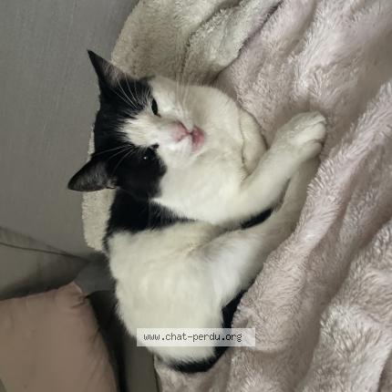 Photo de chat perdu à Massy