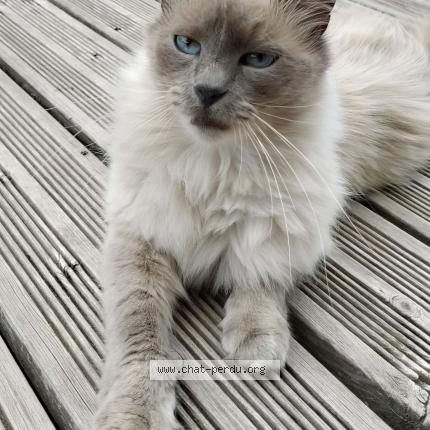 Photo 1/1 Chat retrouvé Perdu à Libourne