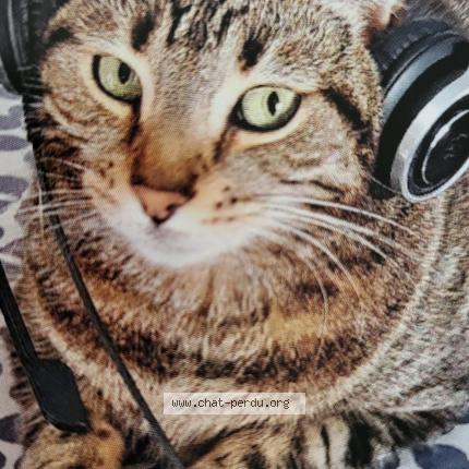 Photo de chat perdu à Rognes