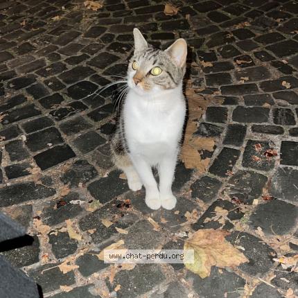 Photo 1/1 Chat retrouvé Trouvé à Strasbourg