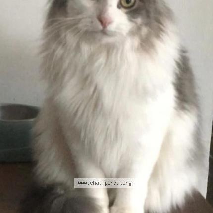 Photo 1/1 Chat retrouvé Perdu à Grenoble